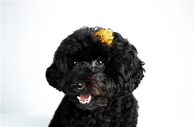 《战地6》移动机制引争议 COD小将vs战地老爸